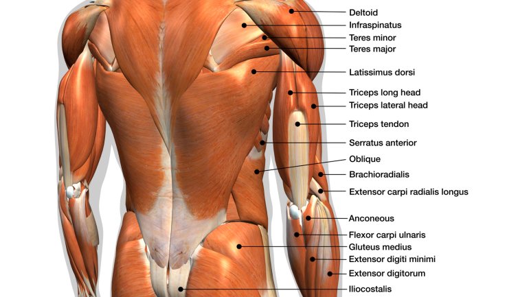 Ruckenmuskulatur Anatomie Der Muskeln Im Rucken