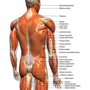 Ruckenmuskulatur Anatomie Der Muskeln Im Rucken